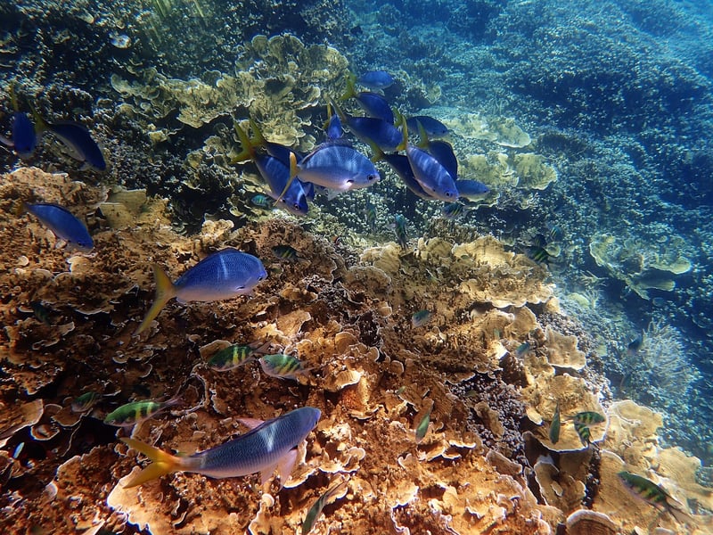 Great Barrier Reef, Australia
